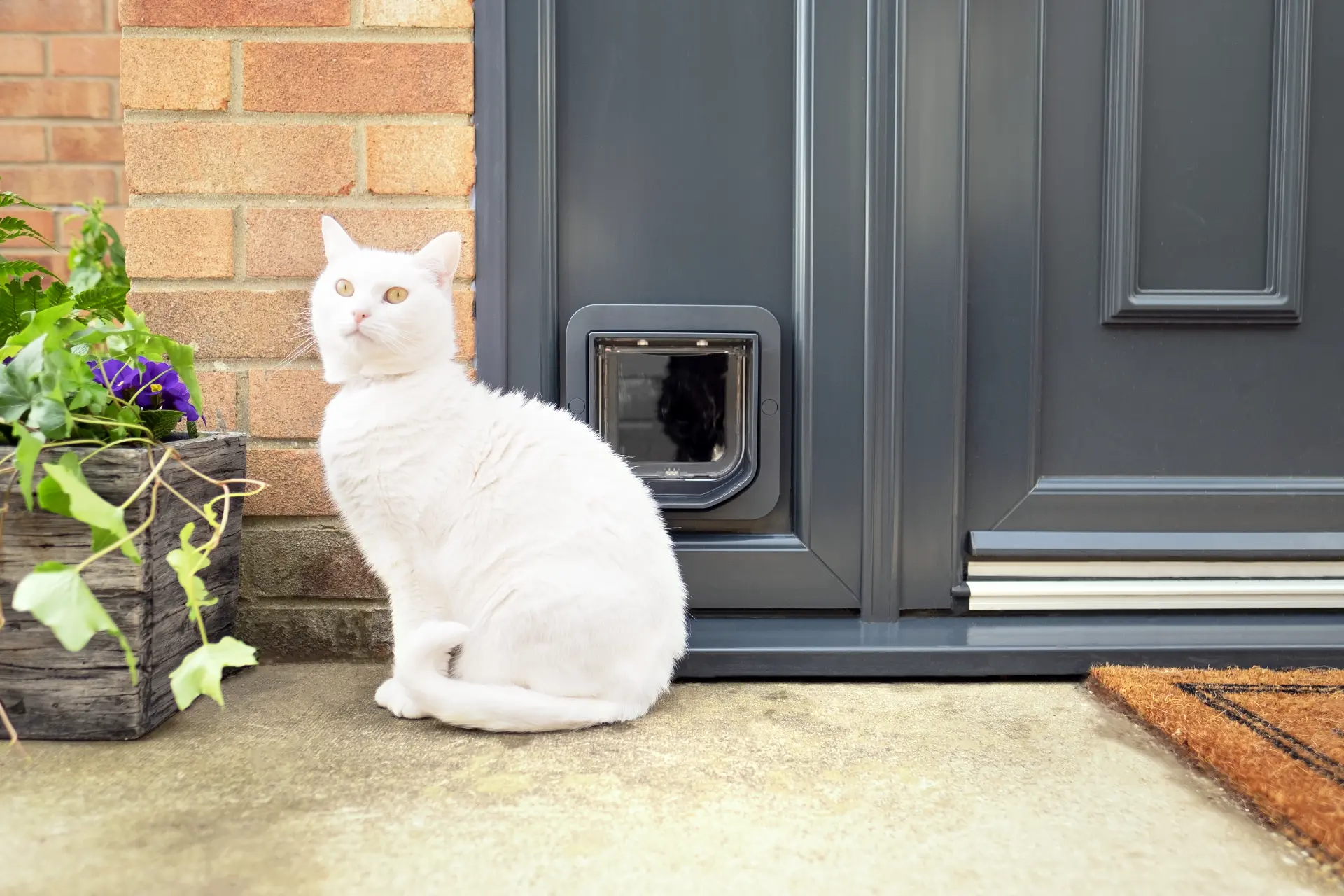 White cat beside a SureFlap microchip cat door fitted into a gray exterior door