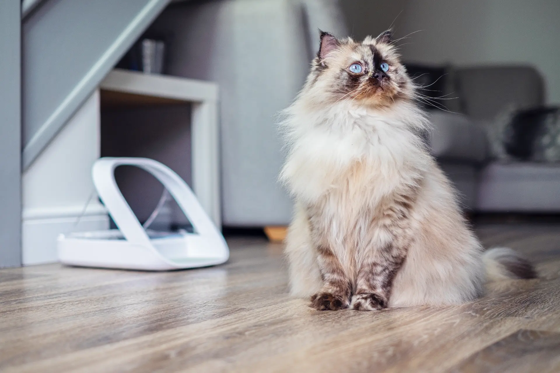 Long-haired cat beside a SureFeed Microchip Pet Feeder Connect at home