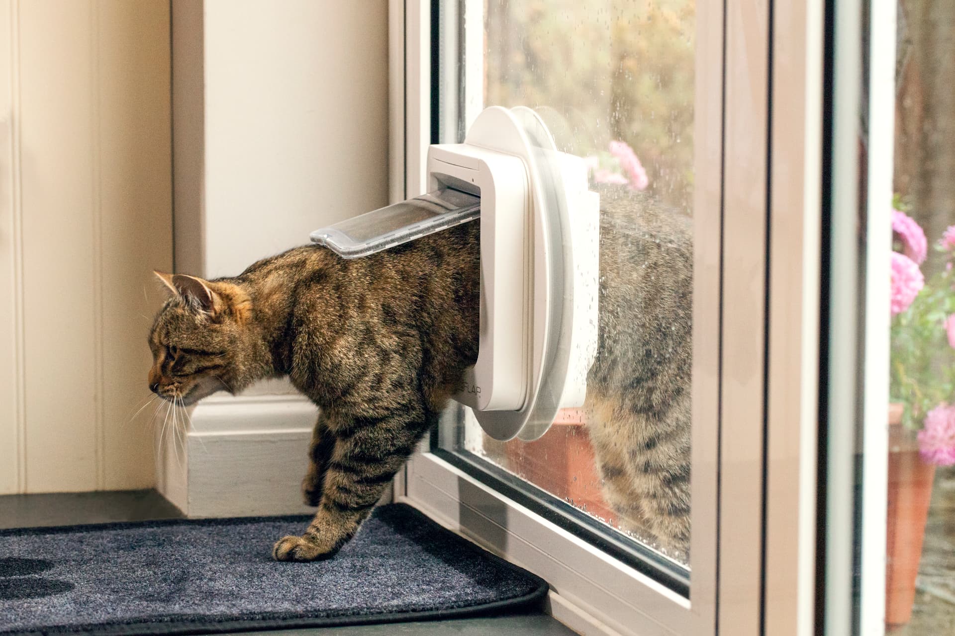 Tabby cat stepping in through a SureFlap microchip cat flap fitted in glass