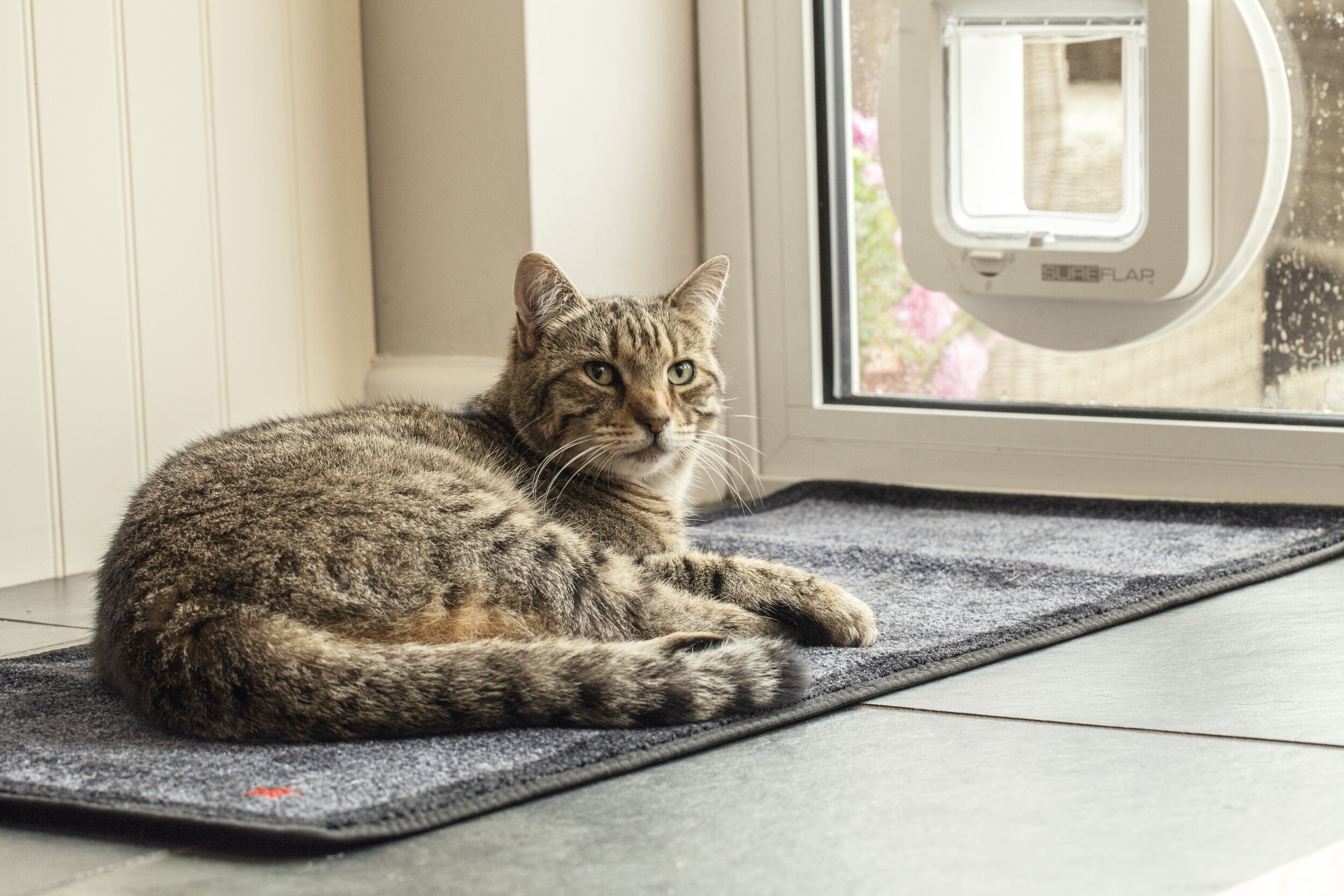 Ginger tabby cat next to a SureFlap microchip cat flap professionally fitted in a glass patio door, North West England