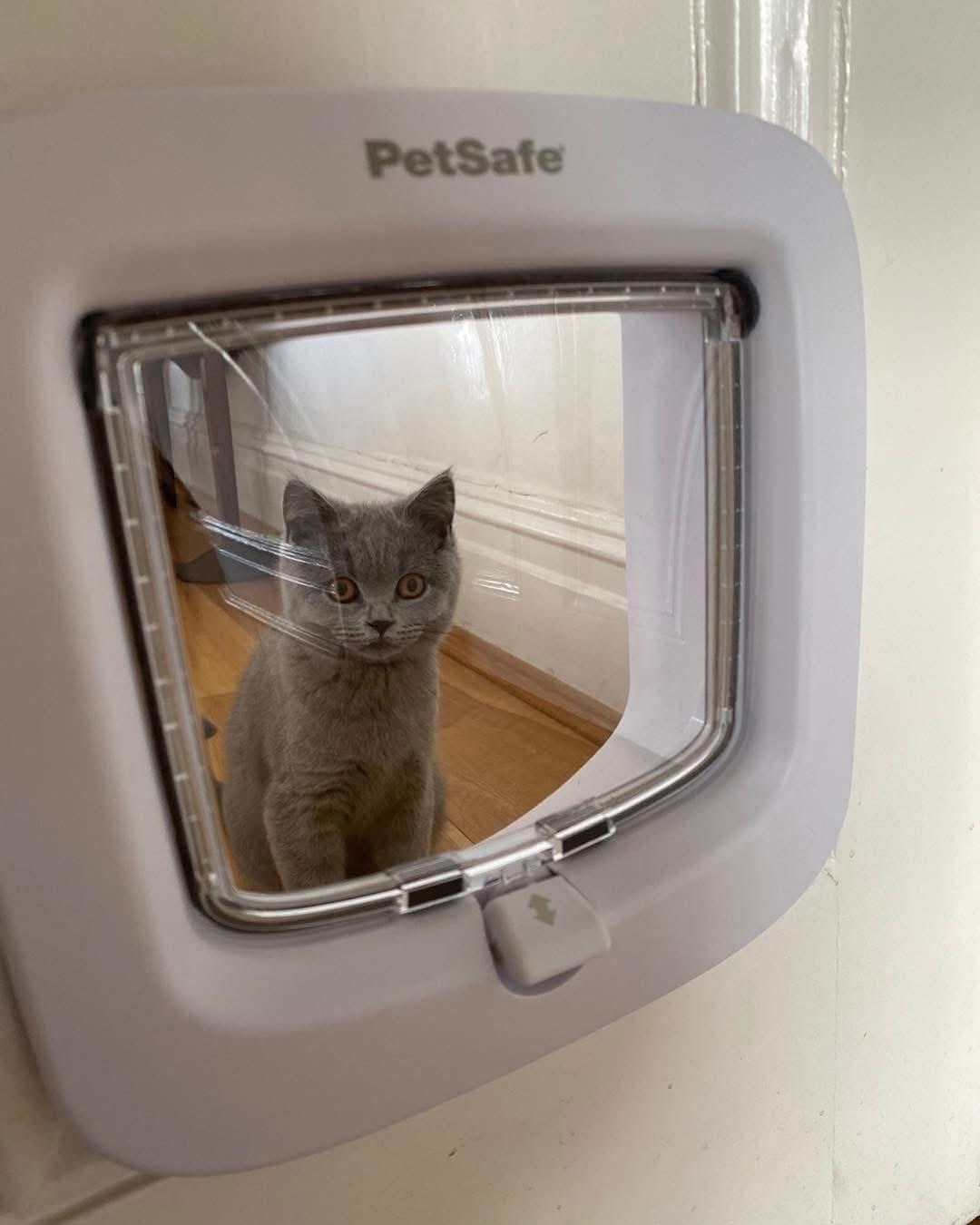 British Shorthair kitten peering through a PetSafe microchip cat flap fitted in an interior door